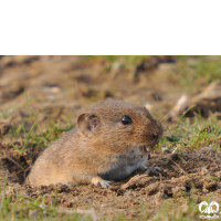 گونه ول علفزار  Schelkovnikovs Pine Vole